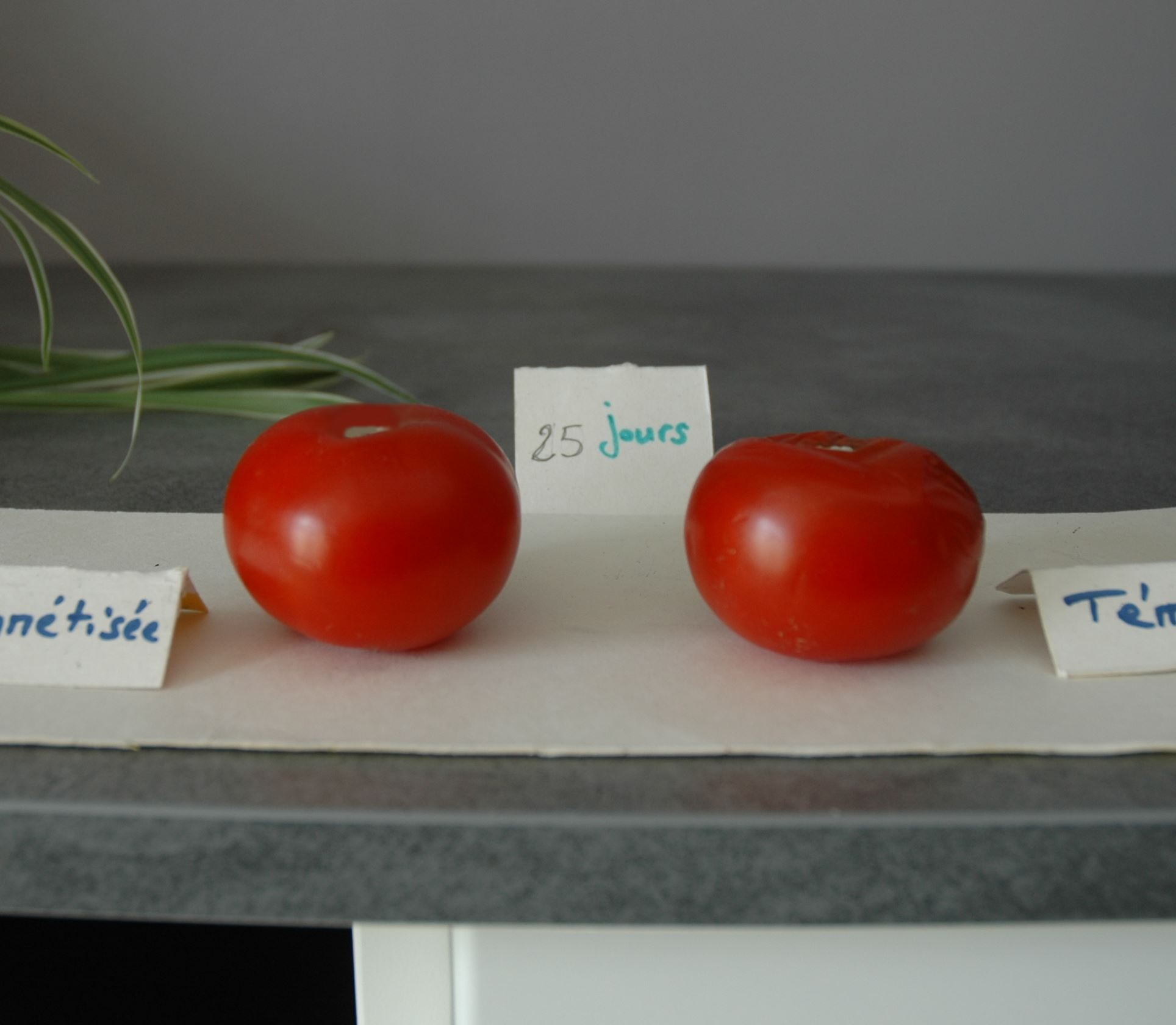 You are currently viewing Expérimenter les effets du magnétisme sur une tomate